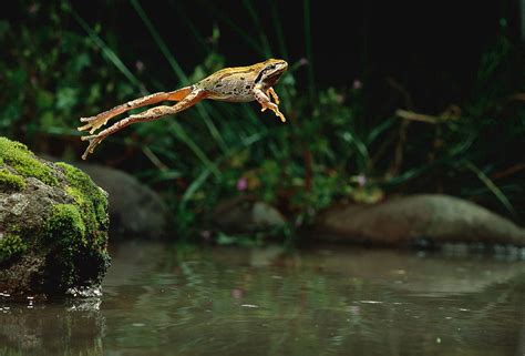  Crapaud : Un Amphibien à la Voix Époustouflante qui Saute avec une Précision Incroyable!