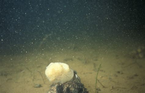  Ephydatia! Un Animal Aquatique Qui Rêve de Filtrer l'Eau du Monde Entier