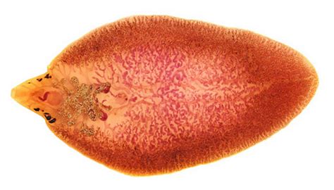  Fasciola hepatica: Un Parasite Inoffensif qui Déclenche des Troubles Digestifs chez les Herbivores!