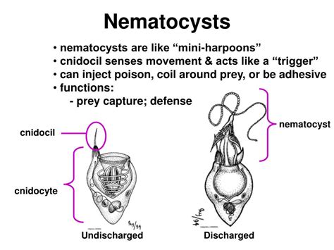  Nematocysts! These Miniature Harpoons Make The Nemopilema a Truly Remarkable Hydrozoan