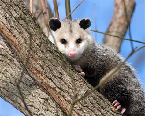  Opossum! Un mammifère marsupial aux habitudes nocturnes étonnantes et fascinantes