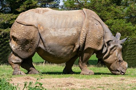  Rhinocéros: Un Mammifère Coriace Qui Defie les Vents du Changement avec une Armure Imprenable !