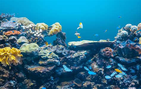  Saupe: Un Poisson à la Silhouette Élégante qui Sème le Chaos dans les Récifs Coralliens!