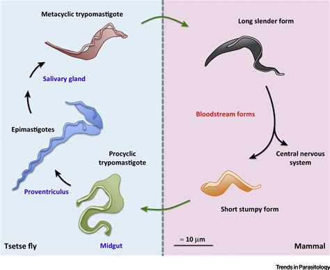  Trypanosoma: Une Exploration Fascinante de ce Parasite Unicellulaire Qui Remue et Se Déplace dans le Sang!