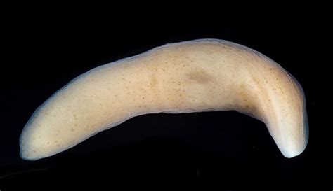  Xenoturbella: Une créature marine fascinante qui nage sans organes sensoriels définis!