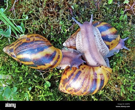  Achatina: Découvrir un escargot terrestre avec une insatiable envie de végétation exotique!