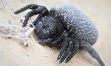  Brandenburgia: Une araignée-piranha aux pattes velues !