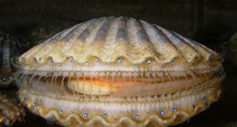  Coquille Saint-Jacques : Un crustacé aux multiples facettes qui vit à la fois dans un monde calme et une vie agitée!