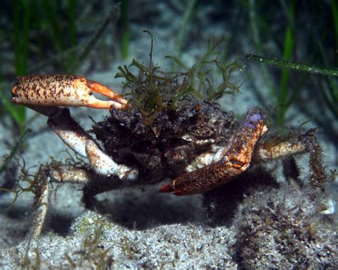  Crabe-Araignée: Un Champion du Camouflage Vivant et Maître des Transformations Submarines!