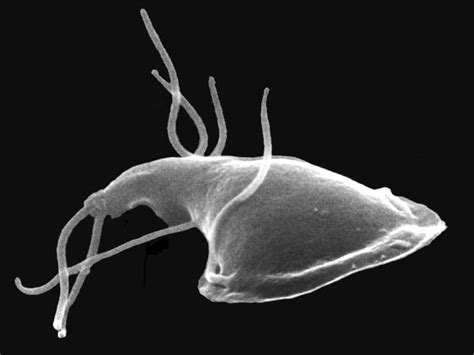  Giardia: Une Créature Microscopique Qui Déclenche Des Quintes de Diarrhée!