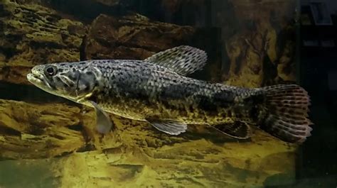 Hoplias ! Découvrez un poisson incroyablement mystérieux avec une armure naturelle et des yeux perçants !