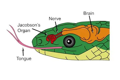  Jacobson's Organ: Discovering Its Scent-Sational World Through the Eyes of the Jungle Carpet Python!