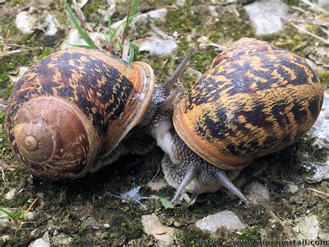  La Bernacle: Un Mollusque Immobile Qui Ne Détient Pas Son Destin !