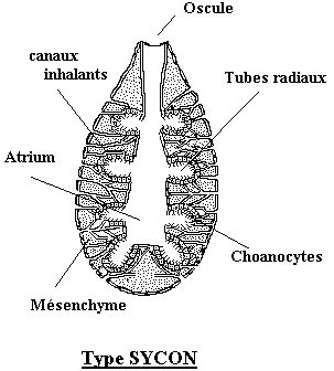  Leiothrix! Un Démoéponges aux Formes Inattendues et à la Vie Secrète