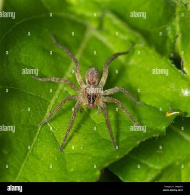  Le Lycosidae: Une araignée chasseuse redoutable qui se déguise en feuille morte!