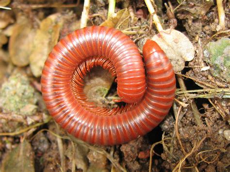  Quercus Millipede: Discover the Slow-Moving Connoisseur of Decaying Matter!