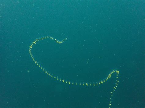  Stylochus! Une Créature Marin Inconnue au Corps Translucide et aux Mouvements Fascinants