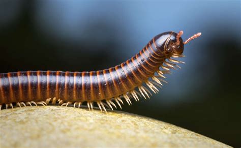  Virginiulus! Un diplopode aux mille facettes qui se cache sous les feuilles mortes