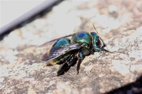  Xylocopa : Un insecte à l'apparence imposante qui creuse des tunnels dans le bois pour abriter ses petits !