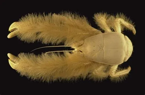  Yeti Crab : Découvre ce crustacé étrange vivant dans les profondeurs des abysses !