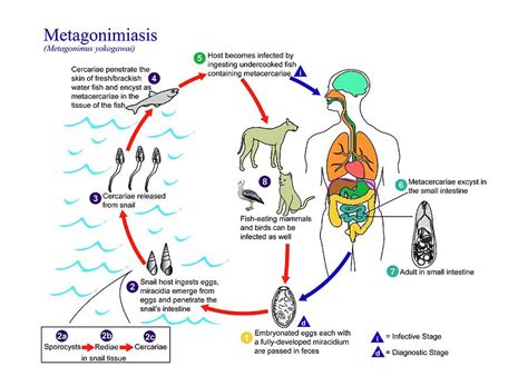  Youngia! Un Parasite Intéressant Avec un Cycle de Vie Extrêmement Complexe